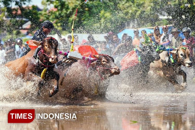 Kerapan Sapi Brujul di Kota Probolinggo Ricuh, Peserta Tak Terima Kalah